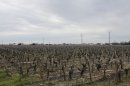 Vigne de Macau
